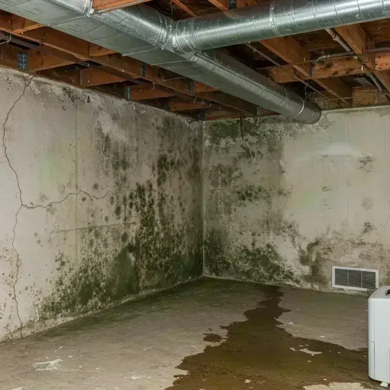 Professional Mold Removal in Geneseo, NY